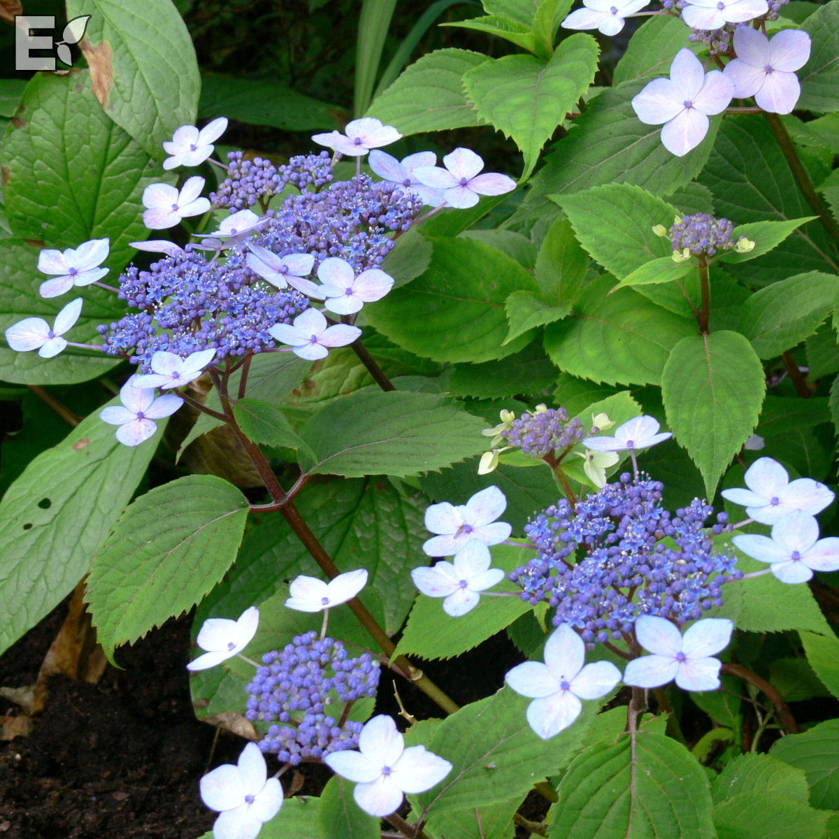 Purpurhortensia - Hydrangea serrata Lamona E (Storlek: busk C3,5)