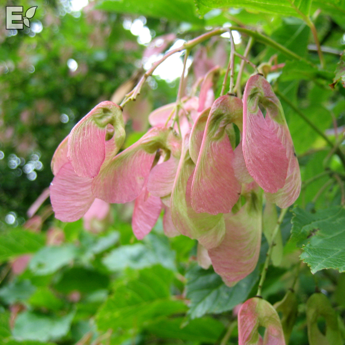 Rysk L&ouml;nn - Acer tataricum Fk Falun E (Storlek: utr 150-200 co)