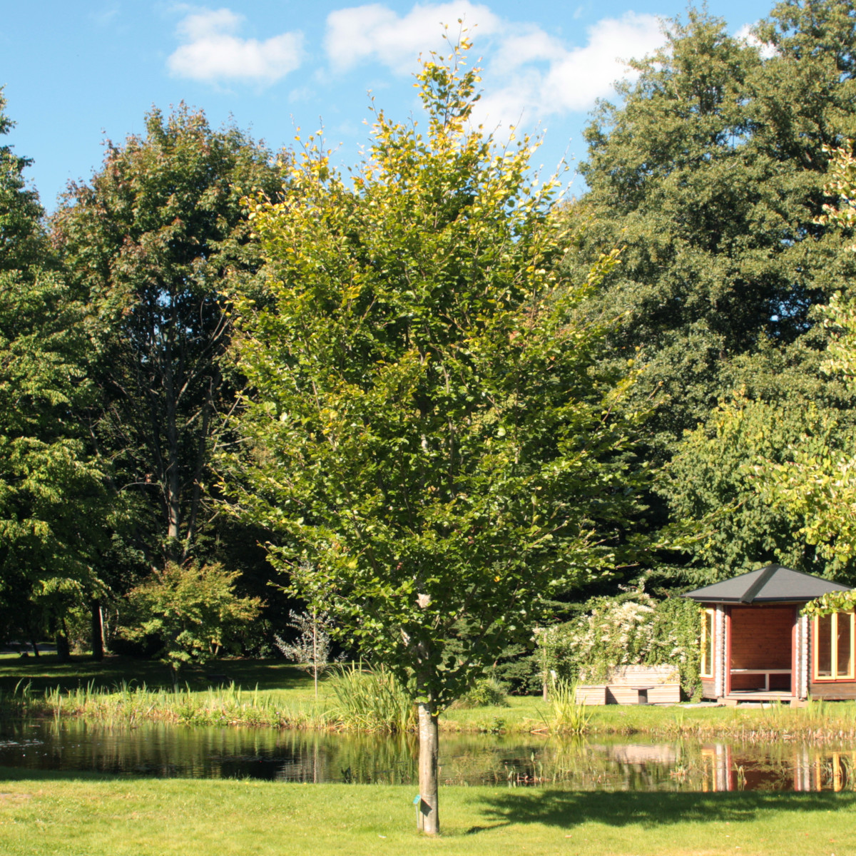 Bok - Fagus sylvatica Zlatia (Storlek: 80-100 C5)