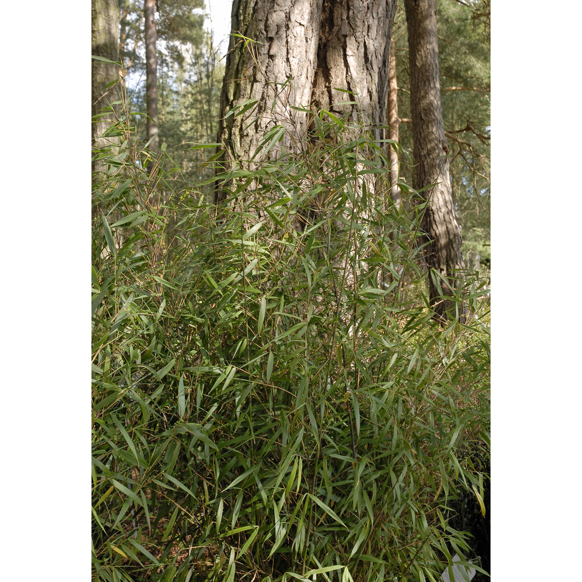 Röd Bambu - Fargesia scabrida Asian Wonder (Krukstorlek: 5L)
