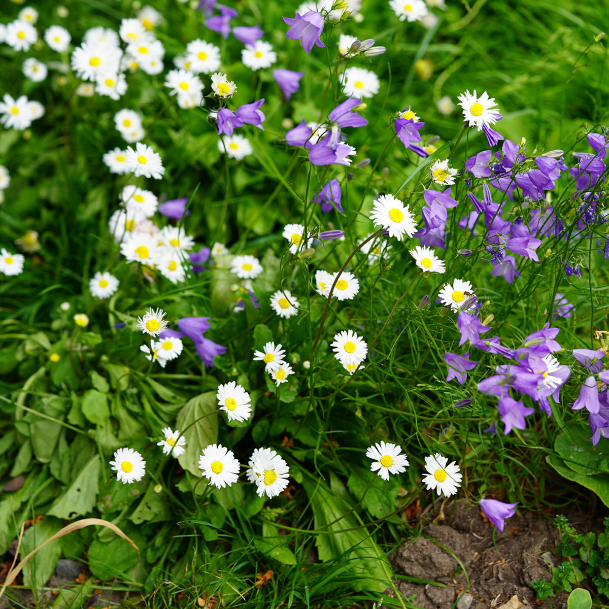 Tusensk&ouml;na - Bellis perennis (Krukstorlek: 0,5-1L)