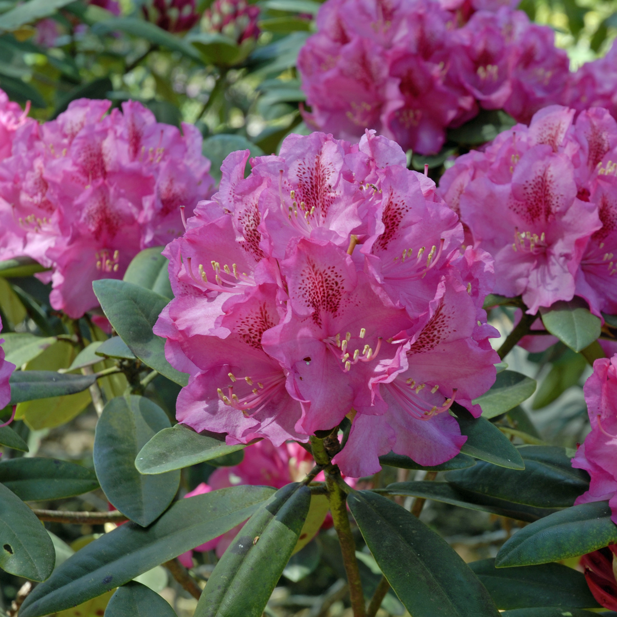Inkarho Rododendron - Rhododendron & Azalea