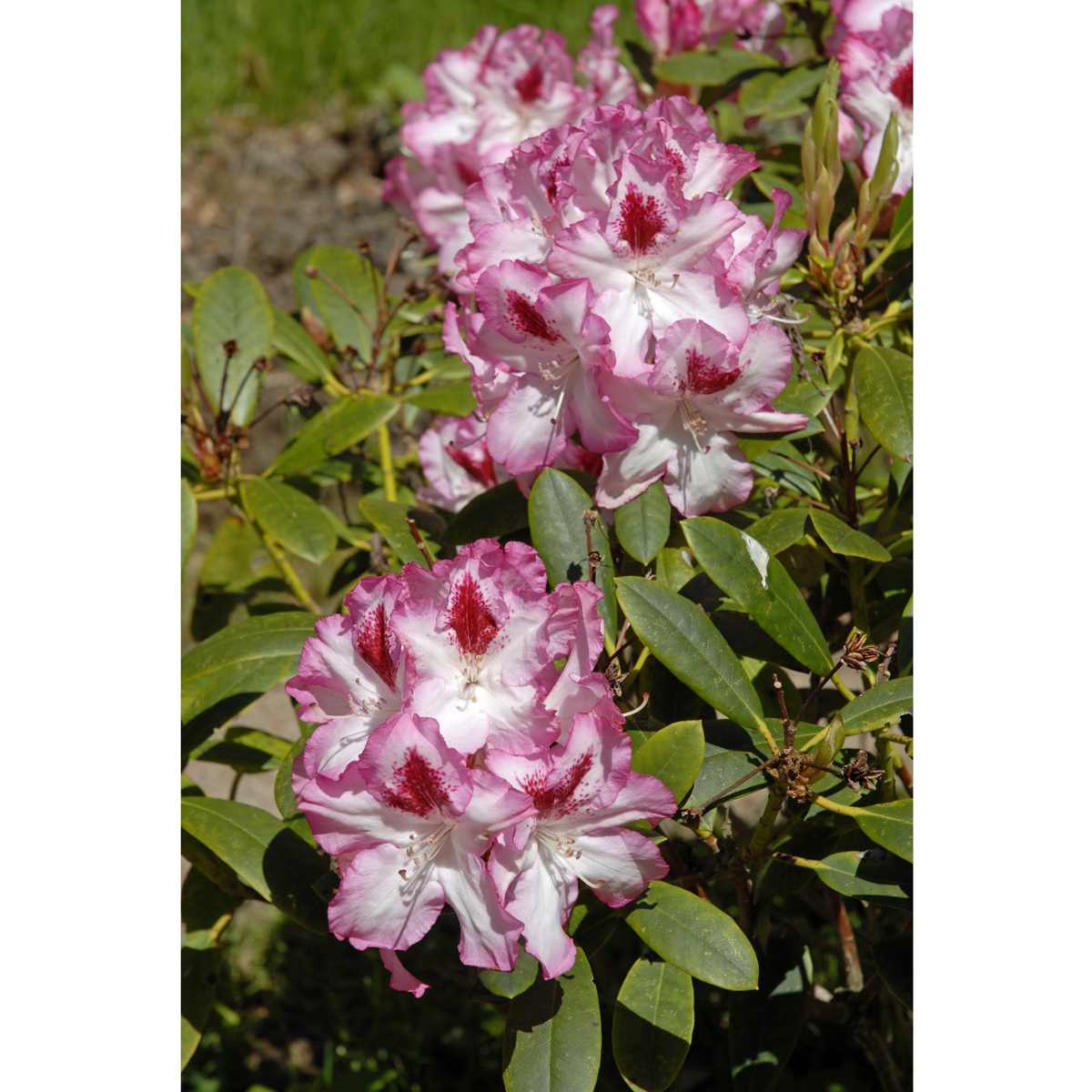 Rododendron - Rhododendron & Azalea