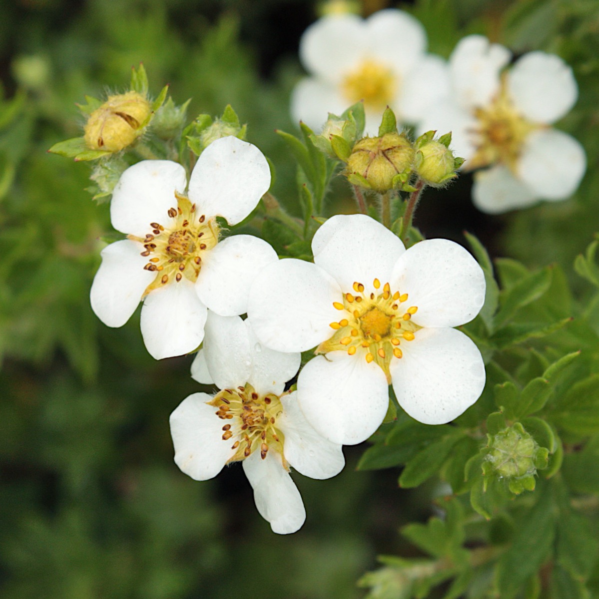 &Ouml;landstok - Dasiphora fruticosa Snowflake (Storlek: 25-30 C3)