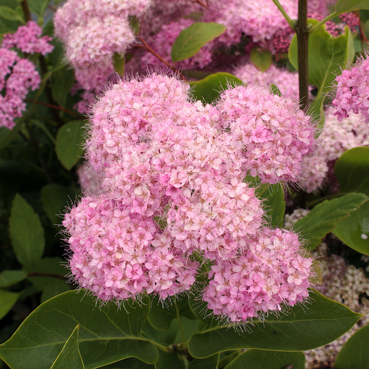 Praktspirea - Spiraea japonica Odensala (Storlek: busk C3,5)
