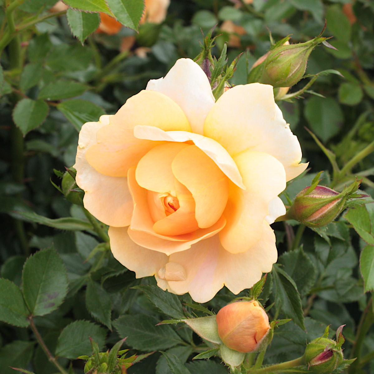 Markt&auml;ckarros - Rosa Amber Cover &reg; (Krukstorlek: 4L)