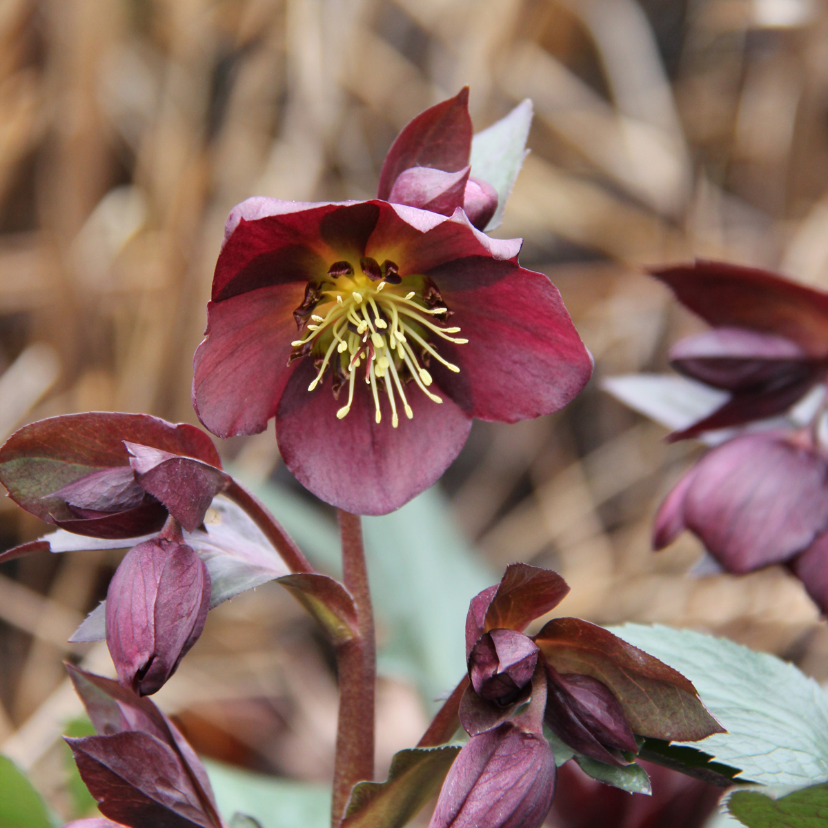 Hybridjulros - Helleborus x hybridus Star of Passion ® (Krukstorlek: 0,5-1L)