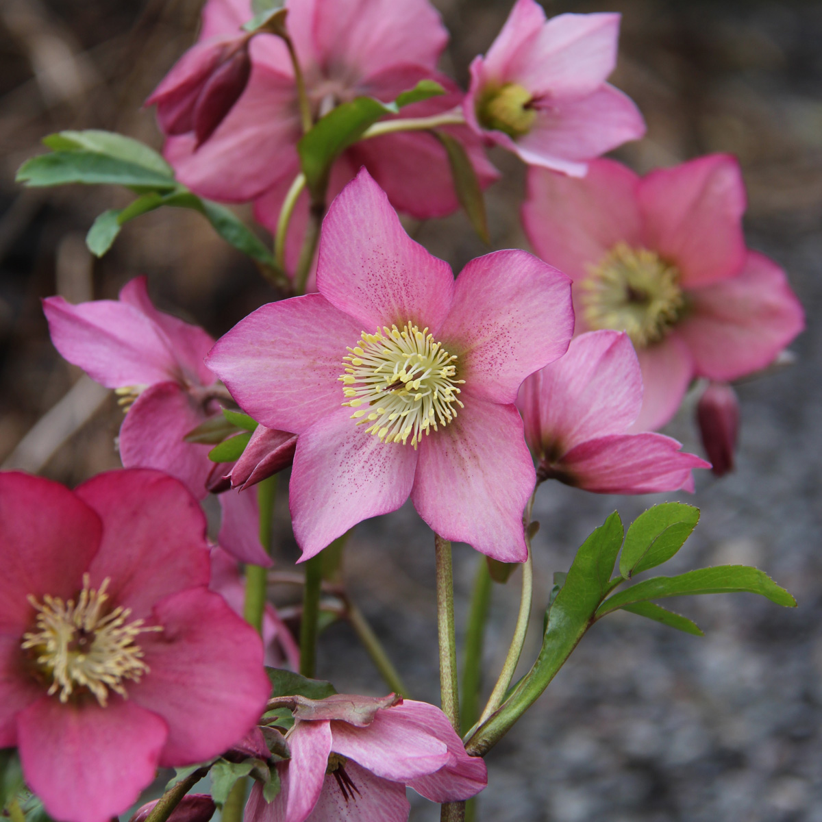 Julros - Helleborus Walberton&acute;s &reg; Rosemary (Krukstorlek: 0,5-1L)