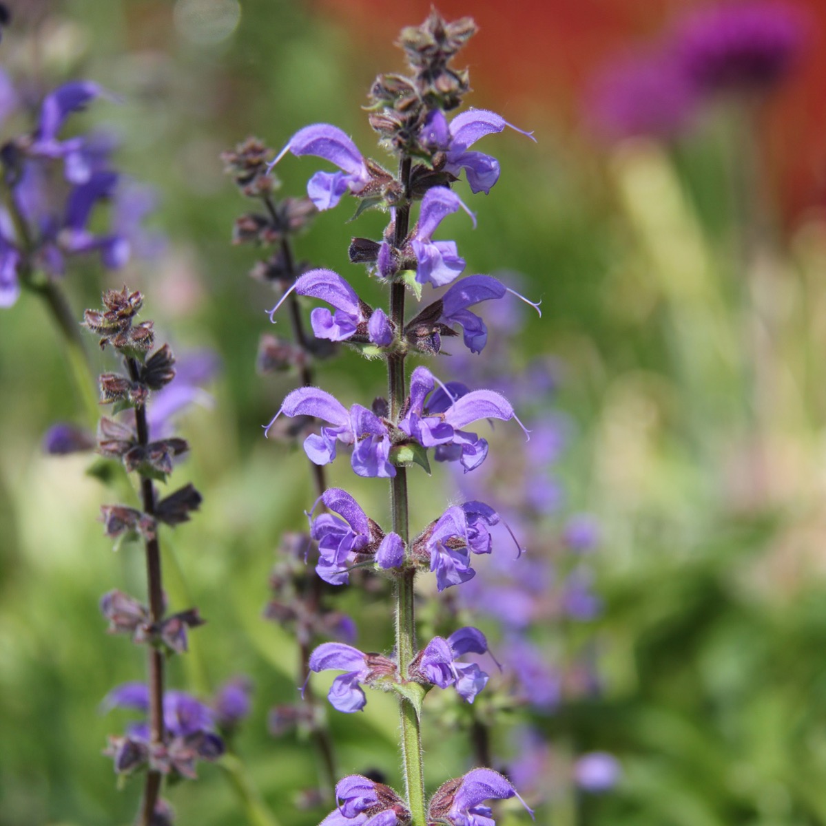 Ängssalvia - Salvia pratensis (Krukstorlek: 0,5-1L)