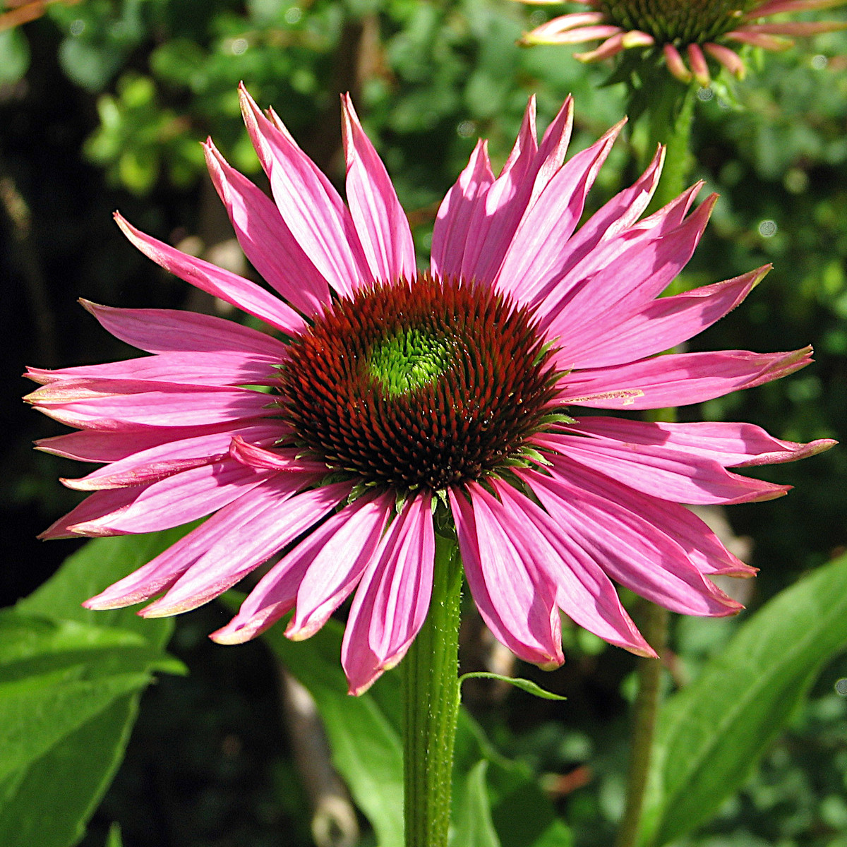 Röd Solhatt - Echinacea purpurea Ruby Giant (Krukstorlek: 0,5-1L)