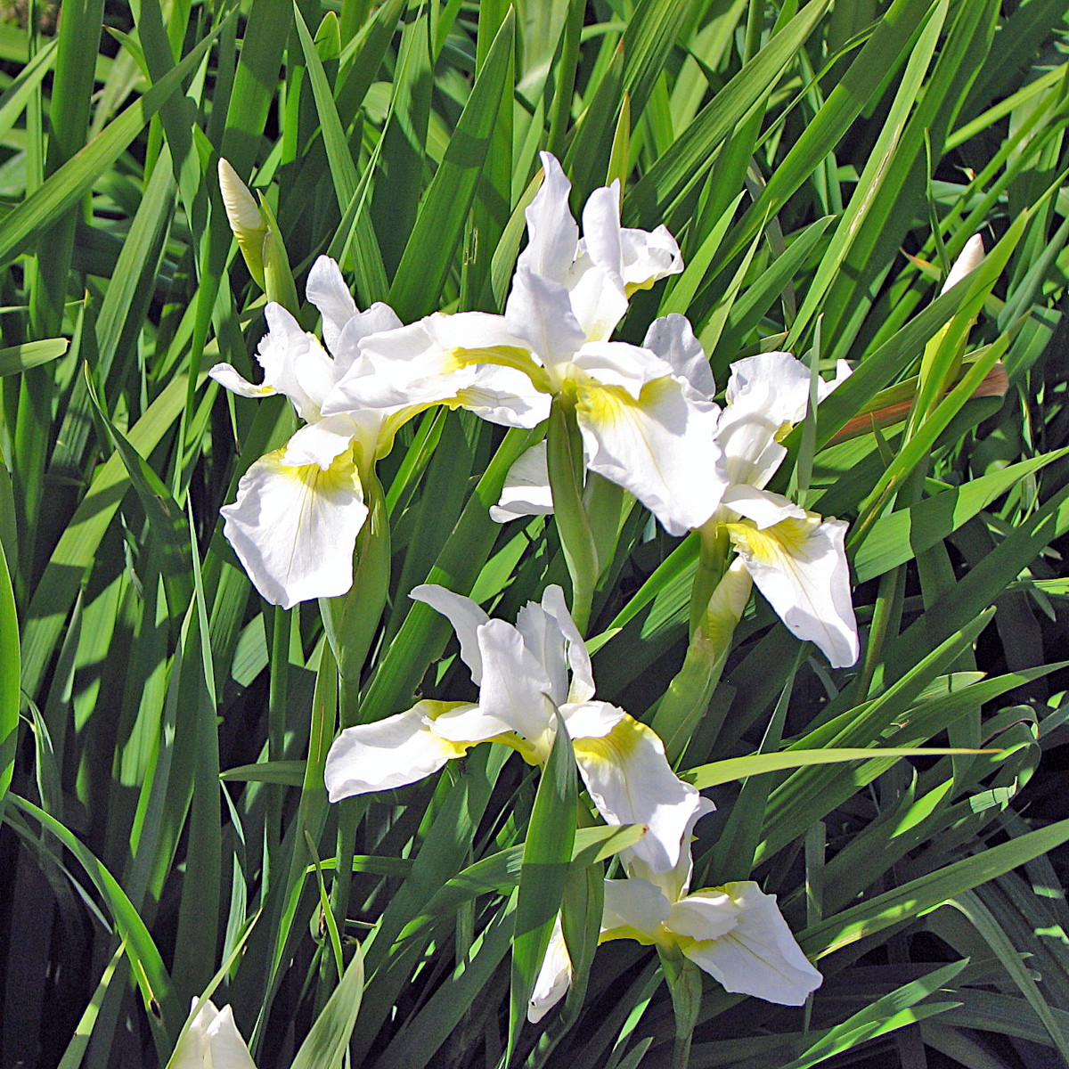 Violiris - Iris sanguinea Snow Queen (Krukstorlek: 0,5-1L)