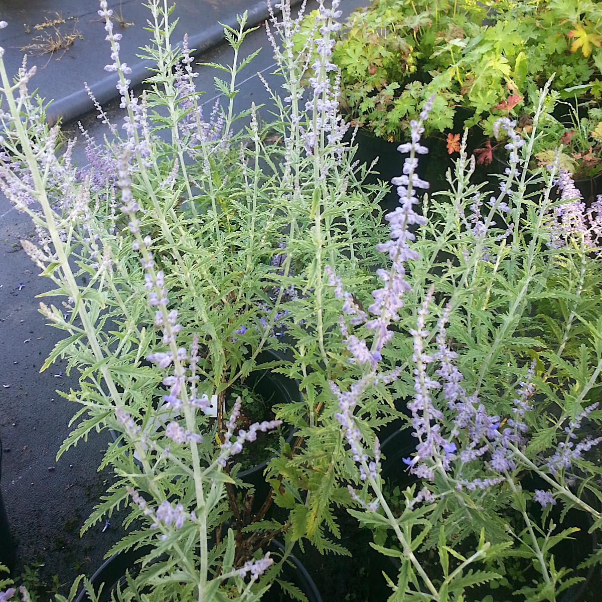 Perovskia / Himmelsspira - Salvia perovskia Lacey Blue ® (Krukstorlek: 0,5-1L)