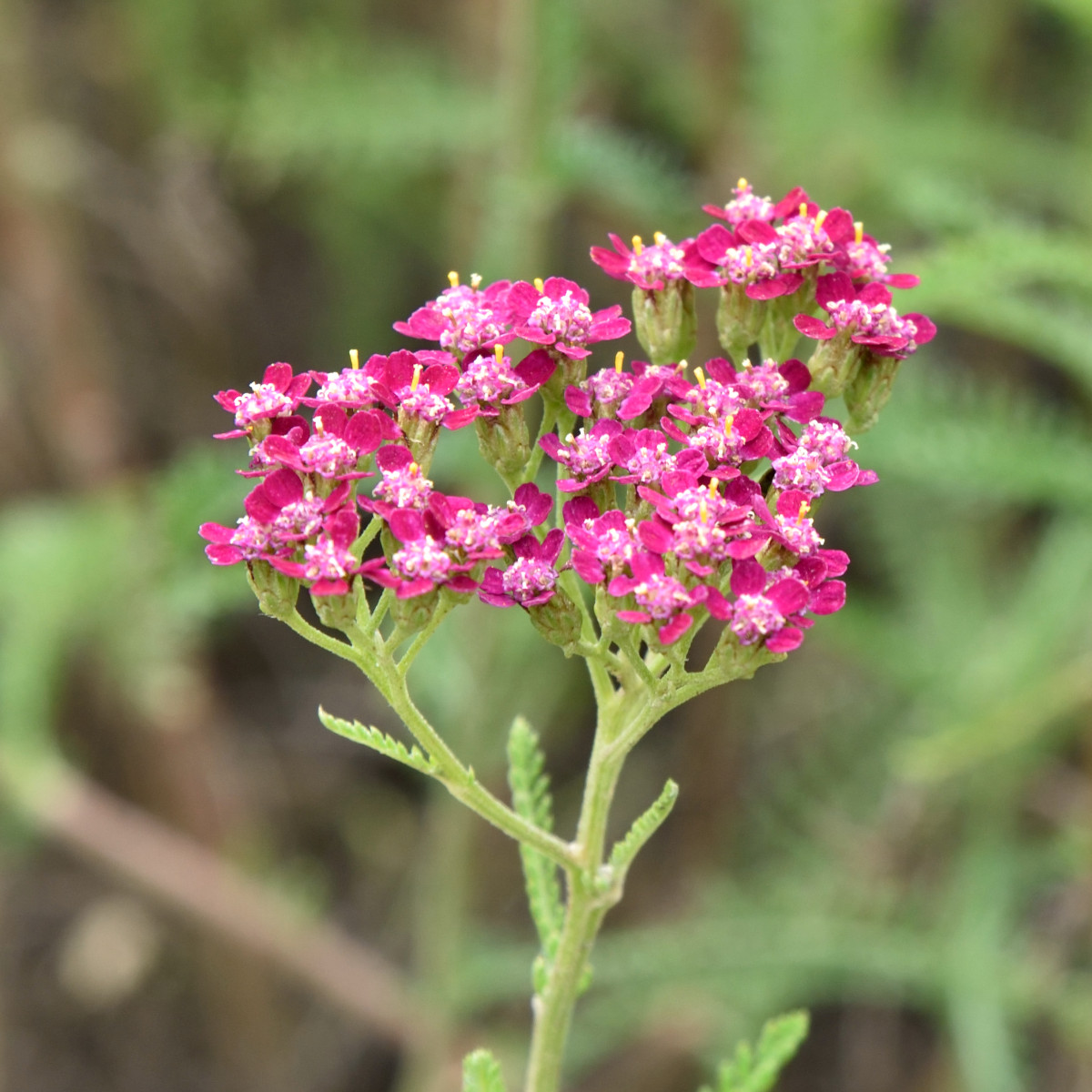 R&ouml;llika - Achillea millefolium Cassis (Krukstorlek: 0,5-1L)