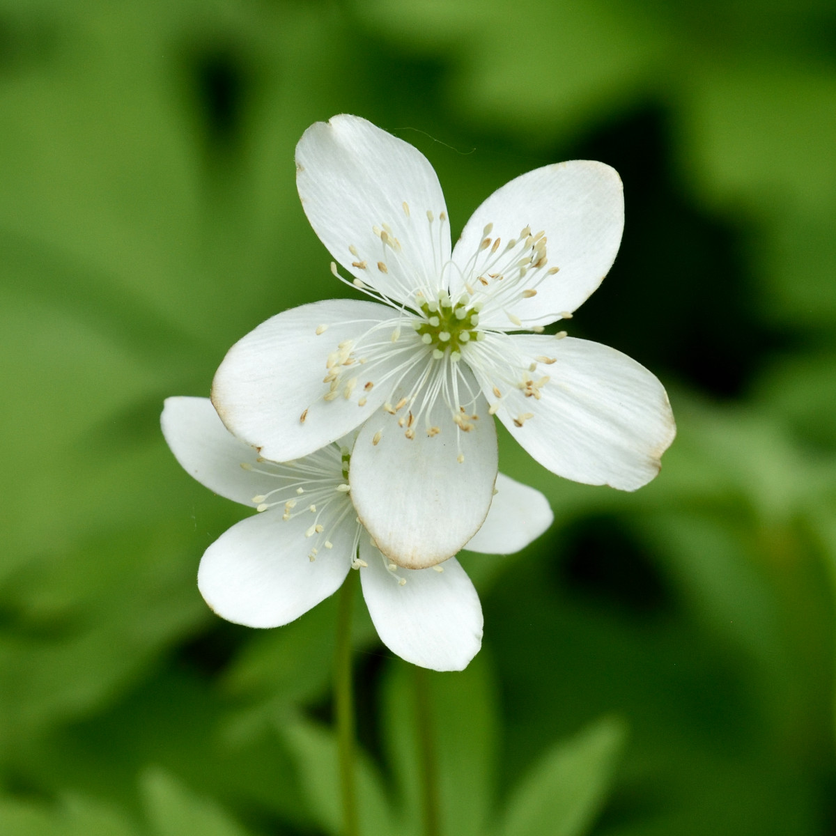 Bajkalsippa - Anemone baicalensis (Krukstorlek: 0,5-1L)