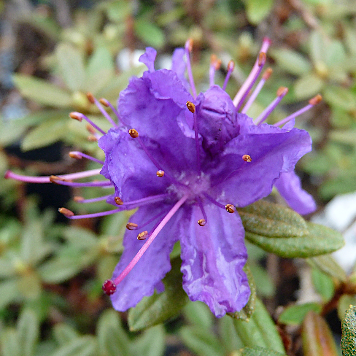 Dvärgrododendron - Rhododendron impeditum Azurika (Storlek: 20-25 C2)