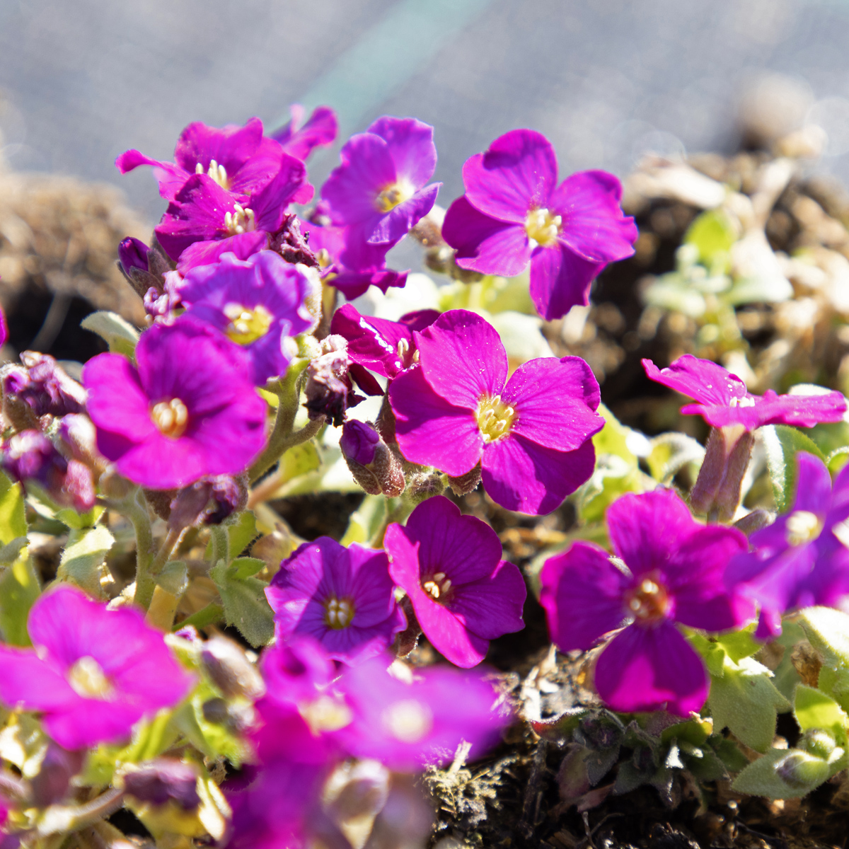 Aubrietia - Aubrieta x cultorum Regado Red (Krukstorlek: 0,5-1L)