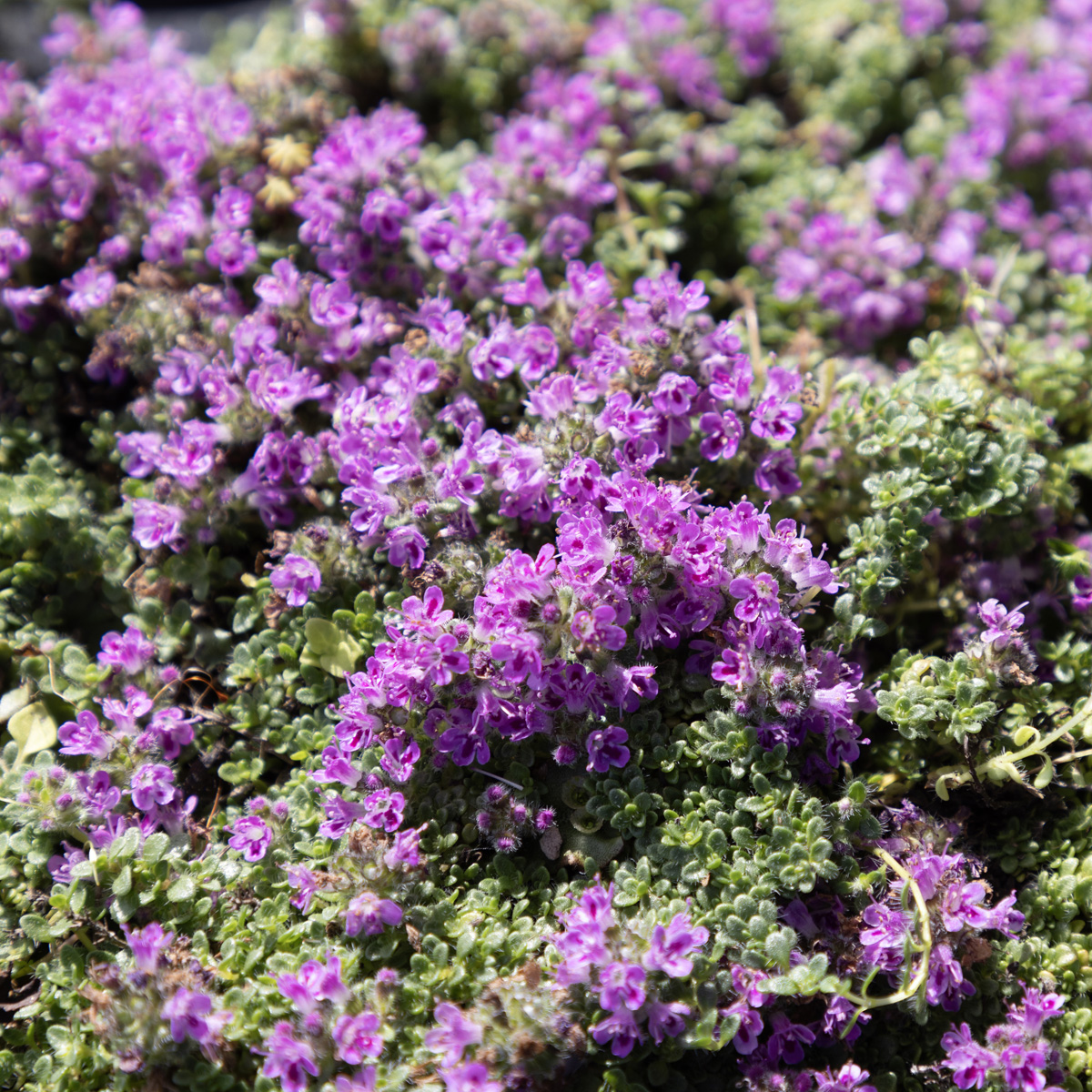 Backtimjan/Dv&auml;rgtimjan - Thymus praecox Compacta (Krukstorlek: 0,5-1L)
