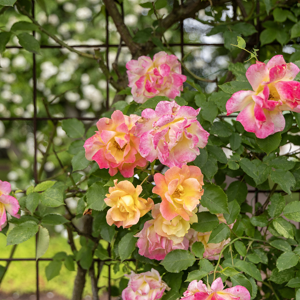 Modern Buskros - Rosa Sekel (Krukstorlek: 4L)