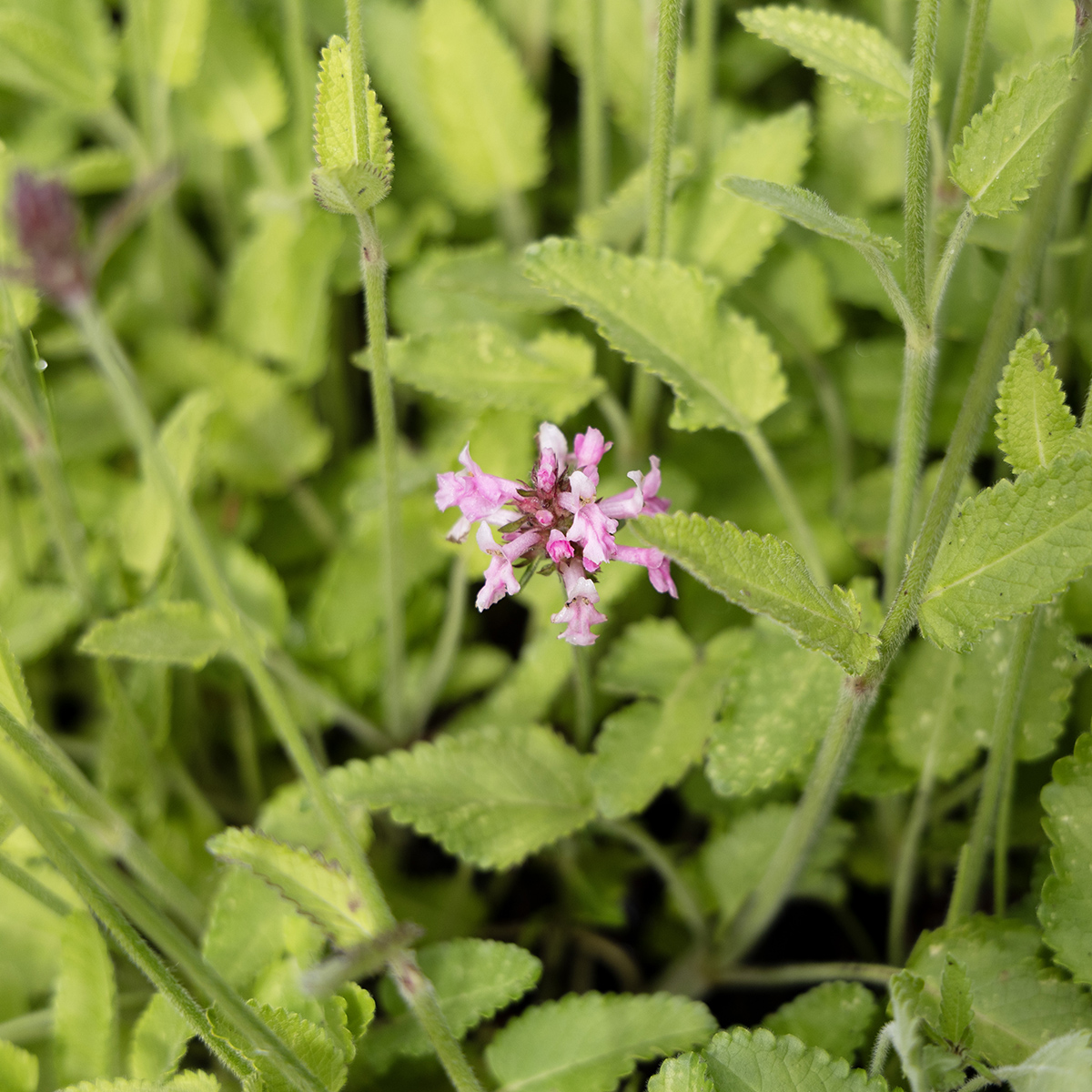 Humlesuga - Betonica officinalis Pink Cotton Candy (Krukstorlek: 0,5-1L)