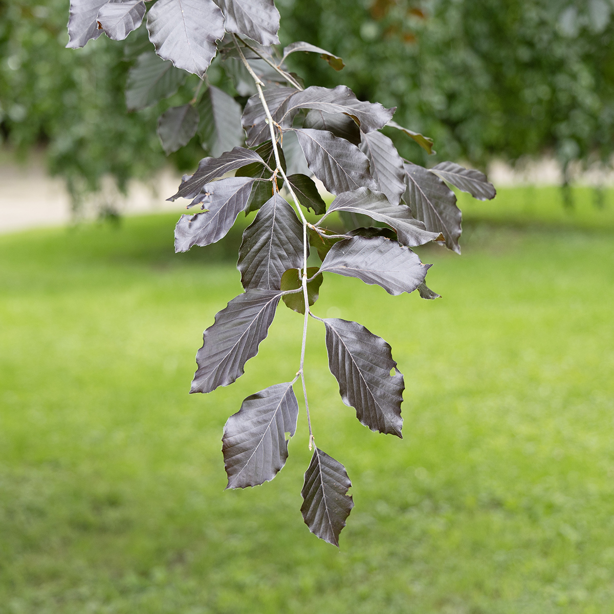 Blodbok - Fagus sylvatica Riversii (Storlek: 60-80 C2)
