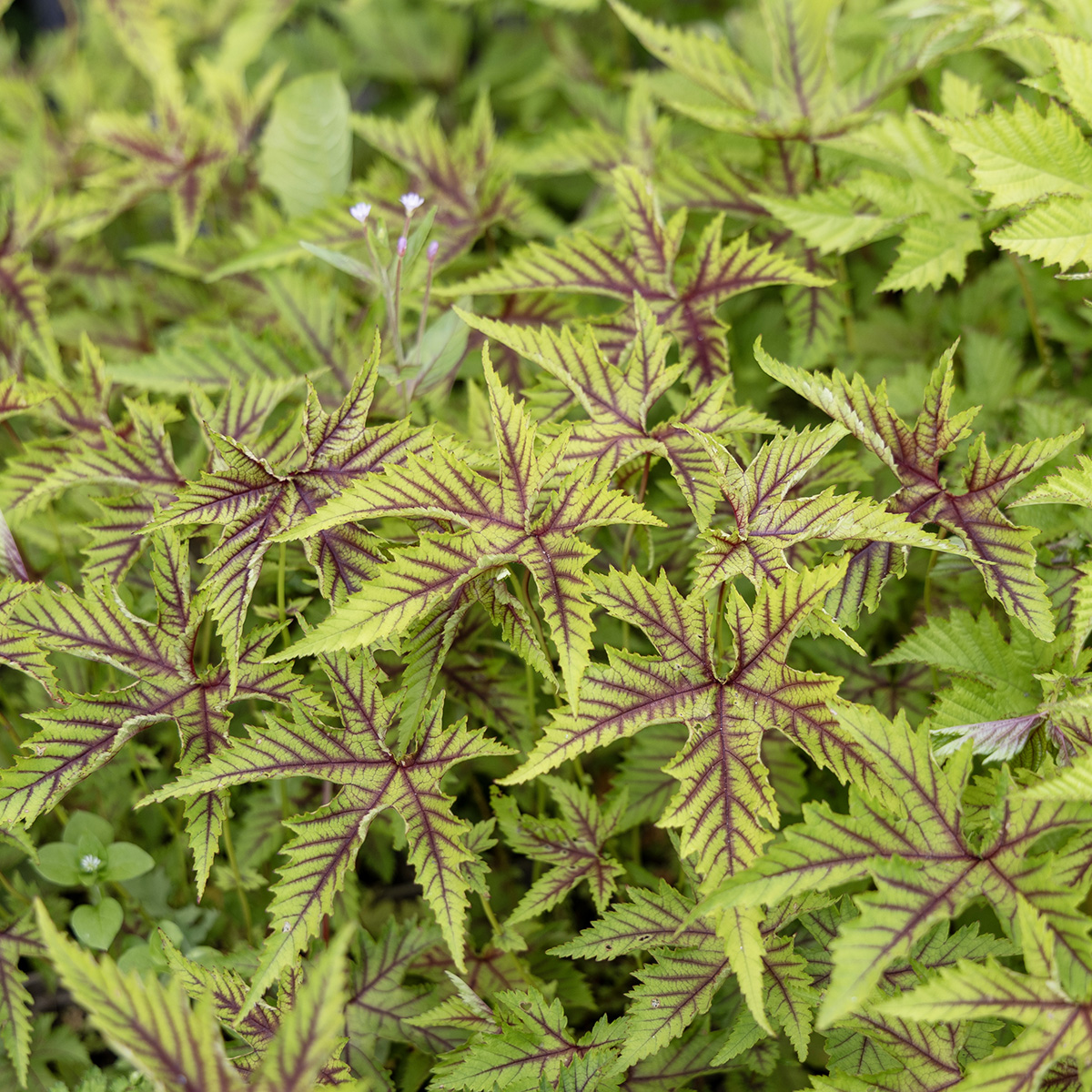 Litet &Auml;lggr&auml;s - Filipendula multijuga Red Umbrellas (Krukstorlek: 0,5-1L)