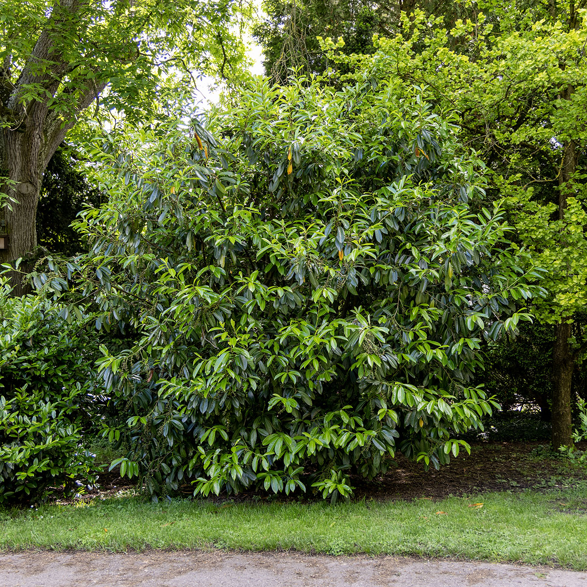 Lagerh&auml;gg - Prunus laurocerasus Caucasica (Storlek: 80-100 C5)
