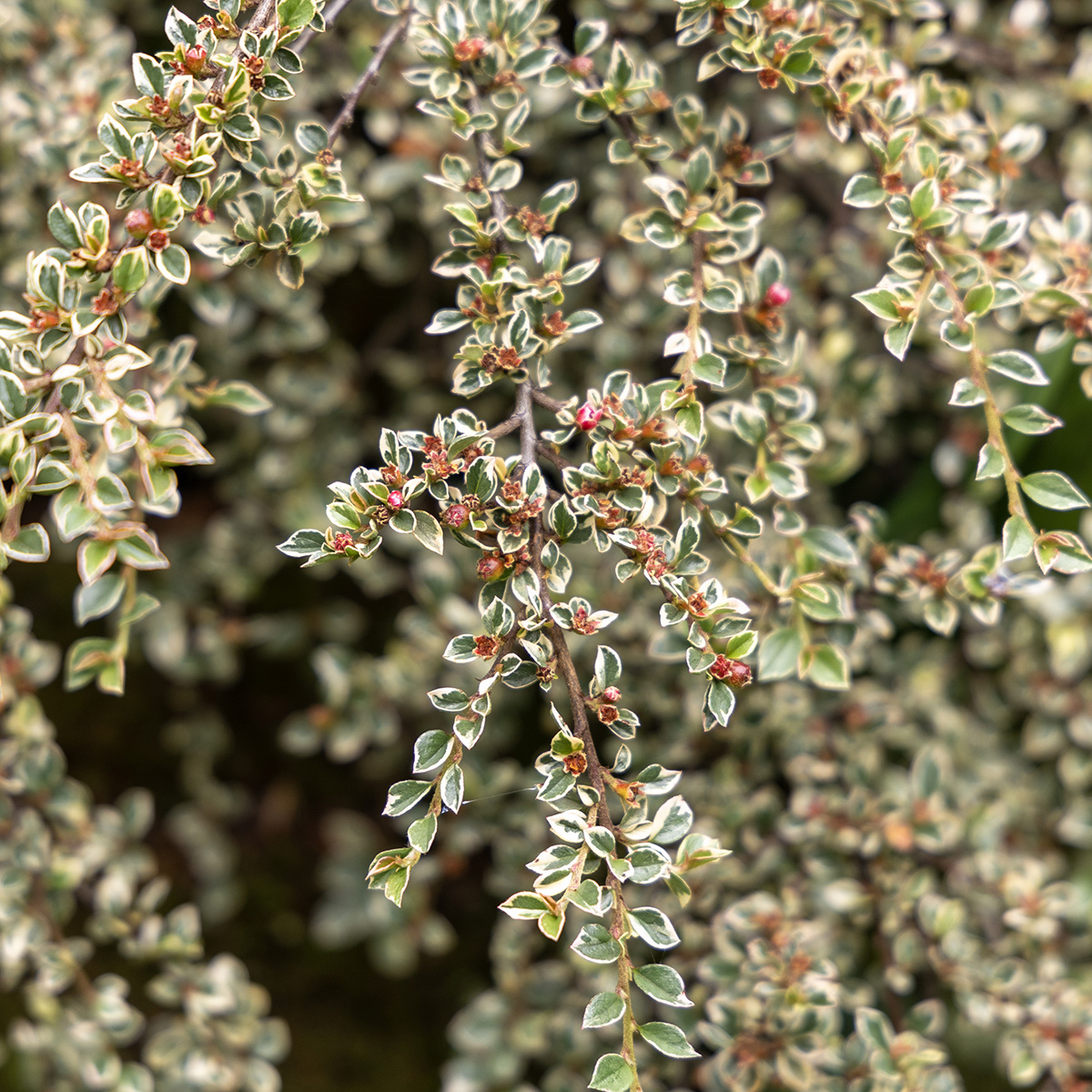 Brokbladig Oxb&auml;r - Cotoneaster atropurpureus Variegatus (Storlek: 80 stam C5)