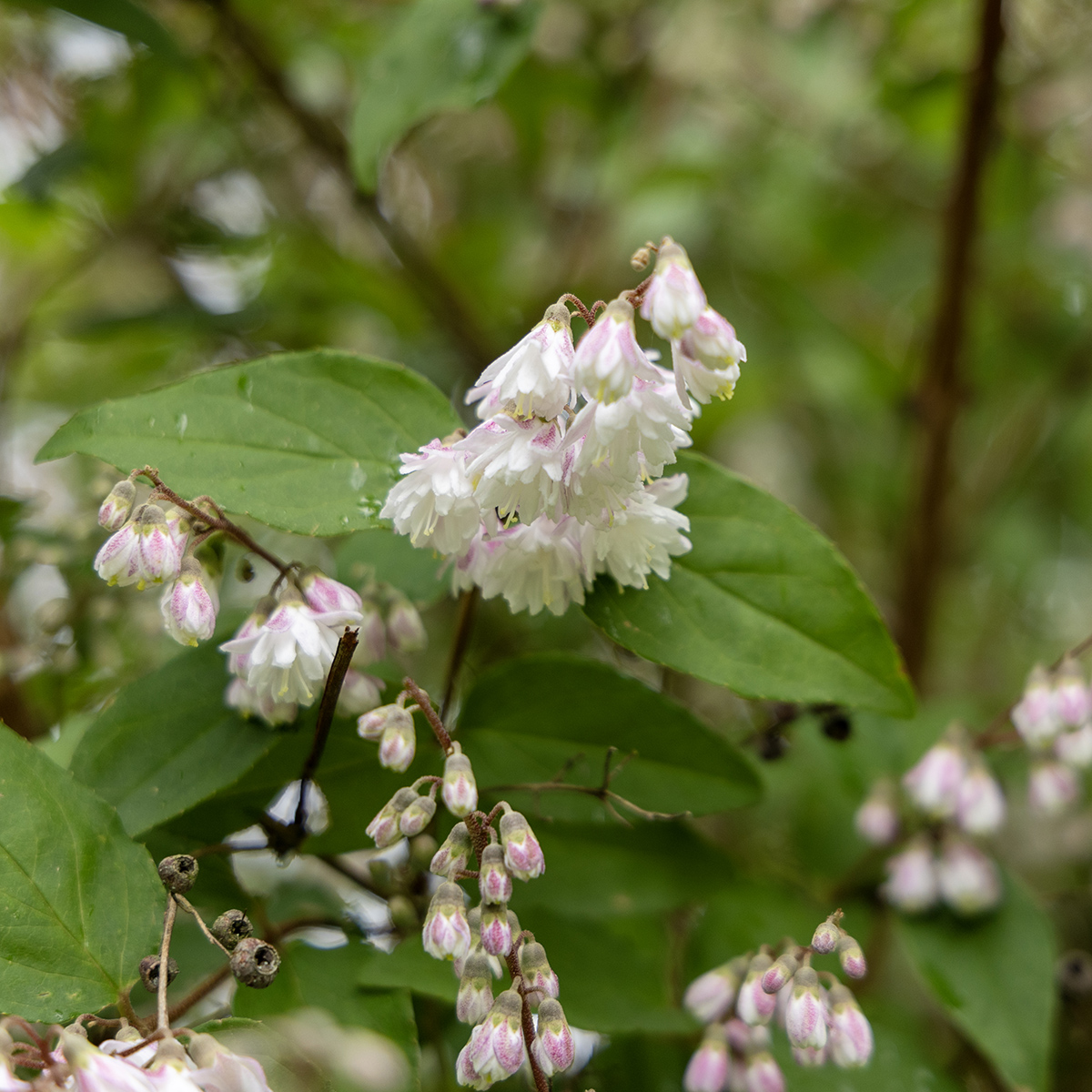 Str&auml;vdeutzia - Deutzia scabra Codsall Pink (Storlek: 30-40 C3)