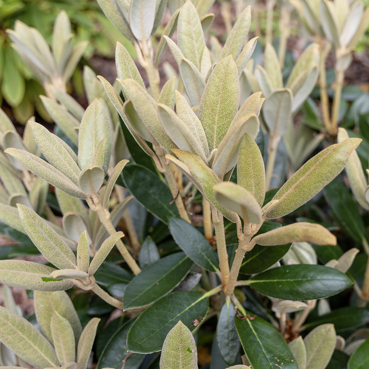 Rododendron - Rhododendron & Azalea