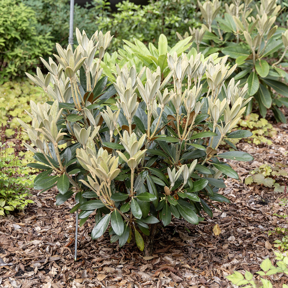 Rododendron - Rhododendron & Azalea
