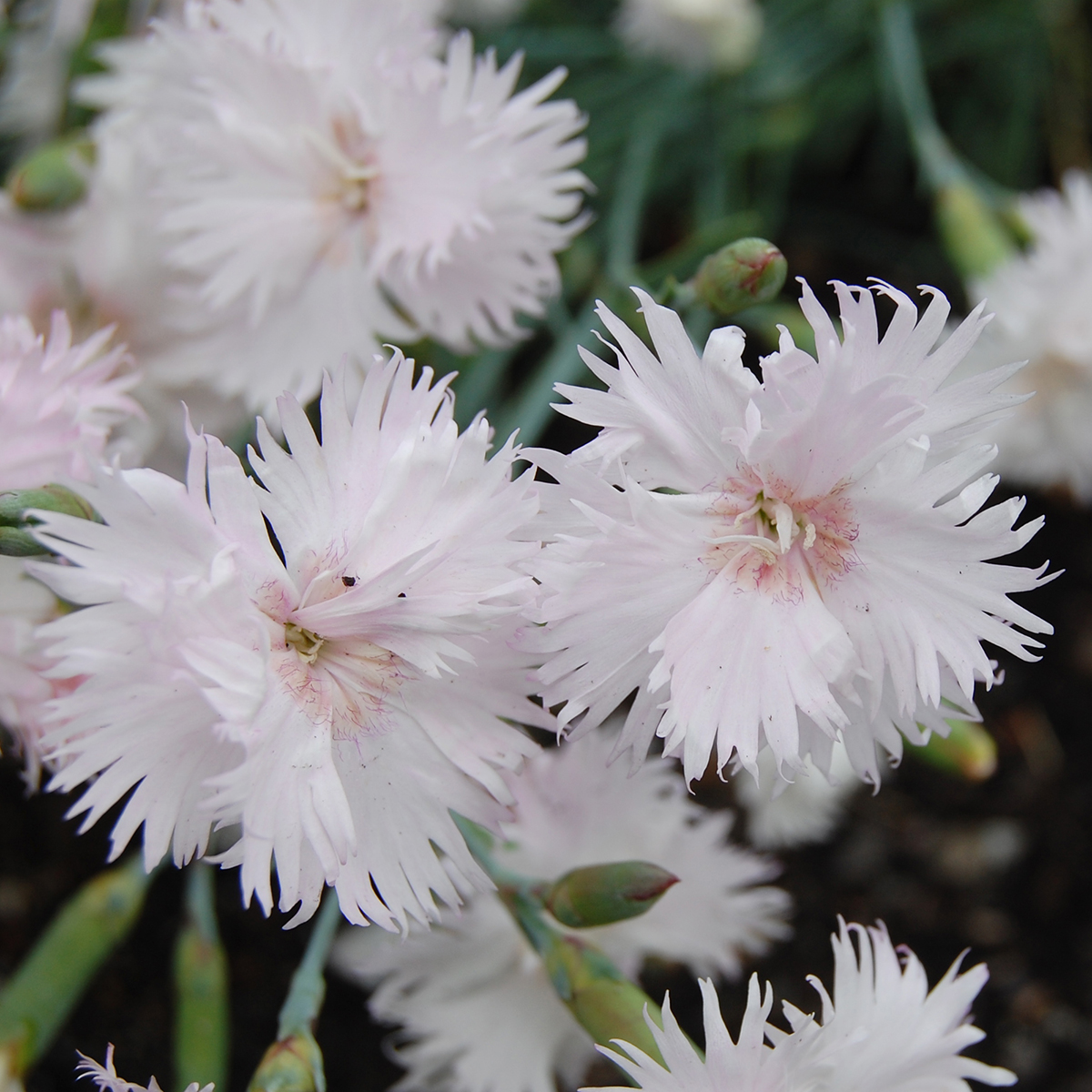 Fj&auml;dernejlika - Dianthus plumarius Fr&ouml;s&ouml;n (Krukstorlek: 0,5-1L)