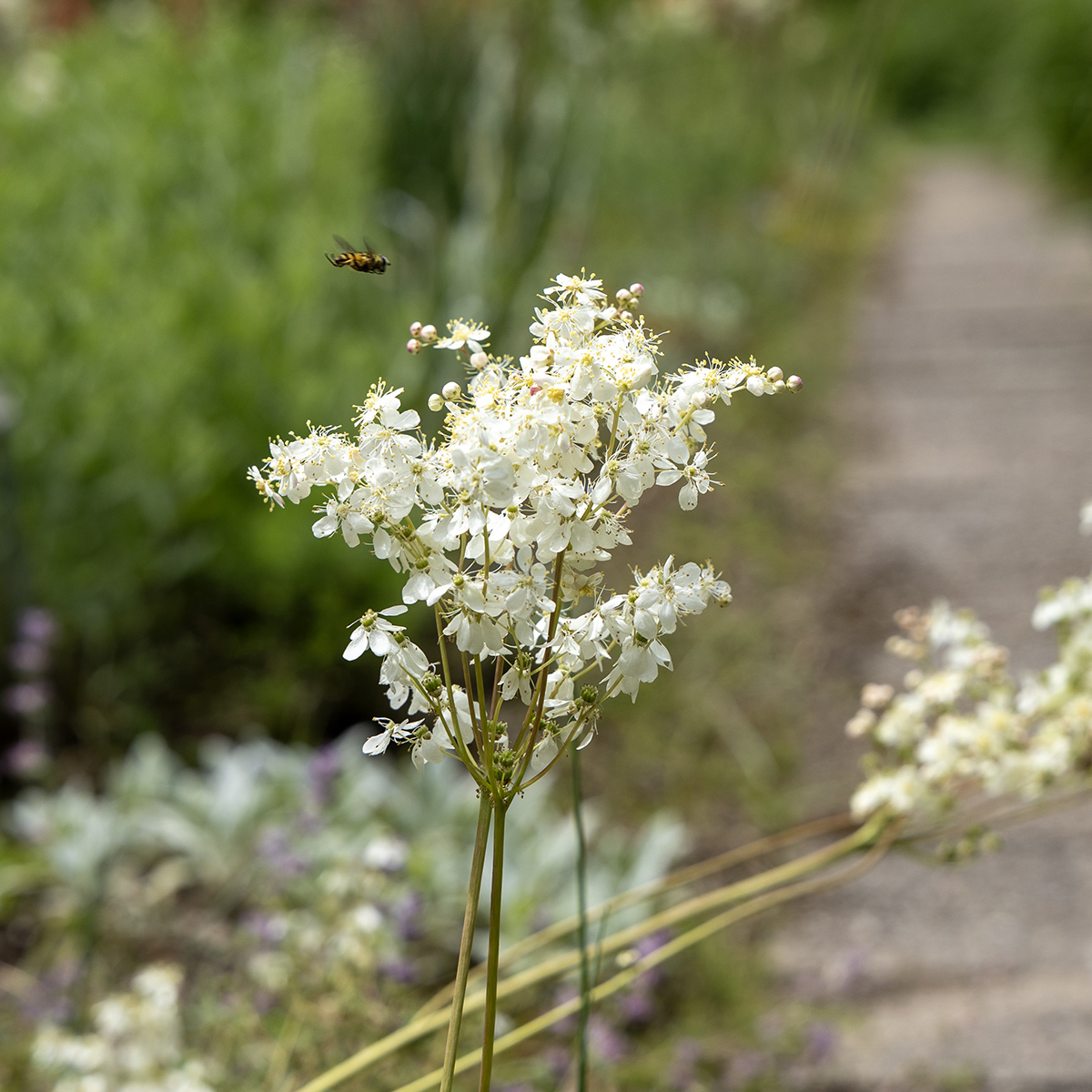 Brudbr&ouml;d - Filipendula vulgaris (Krukstorlek: 0,5-1L)