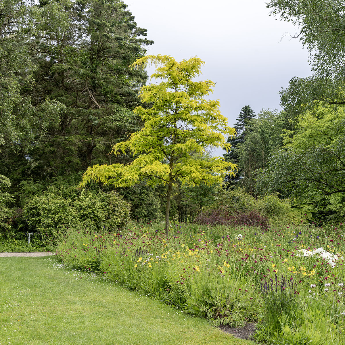 Korst&ouml;rne - Gleditsia triacanthos Sunburst (Storlek: 125-150 C7,5)