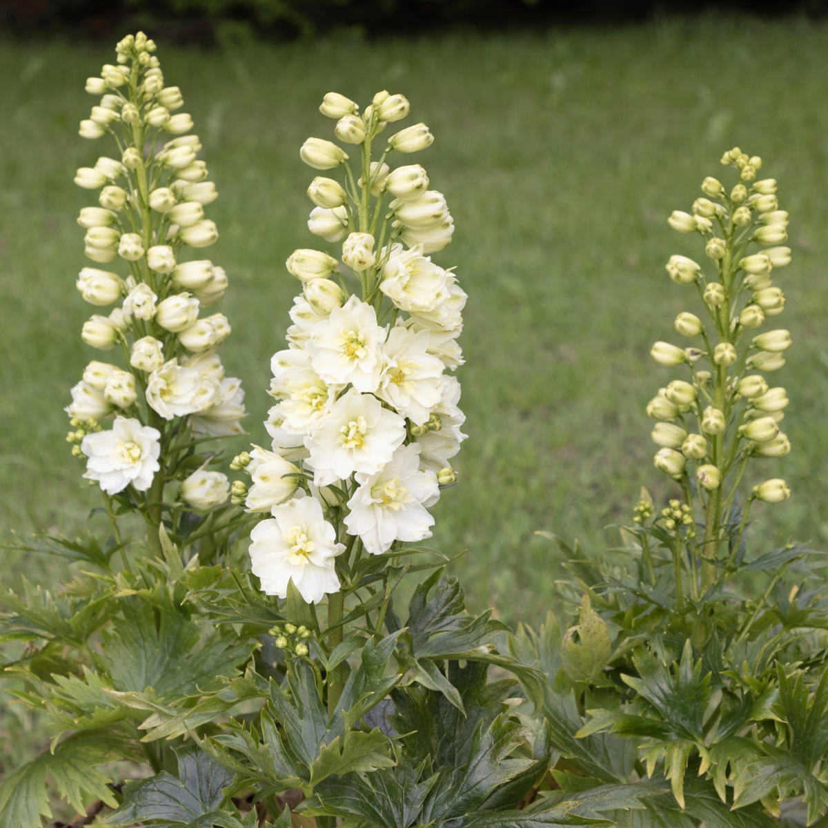 Tr&auml;dg&aring;rdsriddarsporre - Delphinium elatum Delgenius &trade; Neva &reg; (Krukstorlek: 2L)