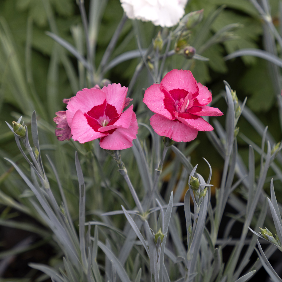 Fj&auml;dernejlika - Dianthus plumarius Angel of Hope &reg; (Krukstorlek: 0,5-1L)