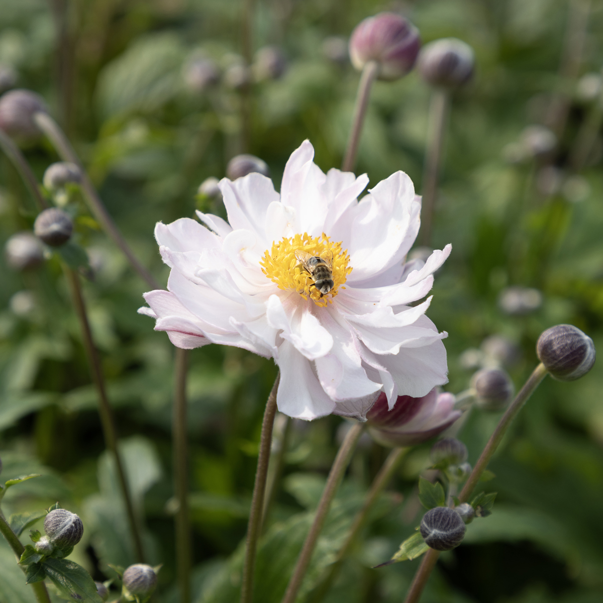 Höstanemon - Anemone x hybrida Fantasy Rapunzel ® (Krukstorlek: 0,5-1L)