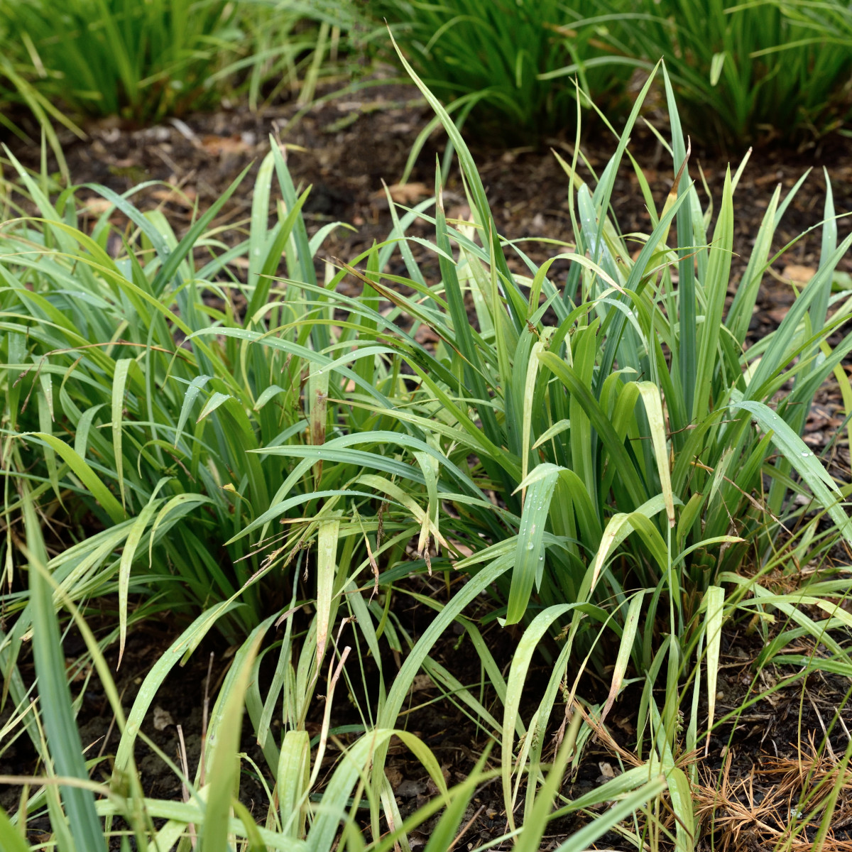 Vekstarr - Carex laxiculmis Bunny Blue ® (Krukstorlek: 0,5-1L)