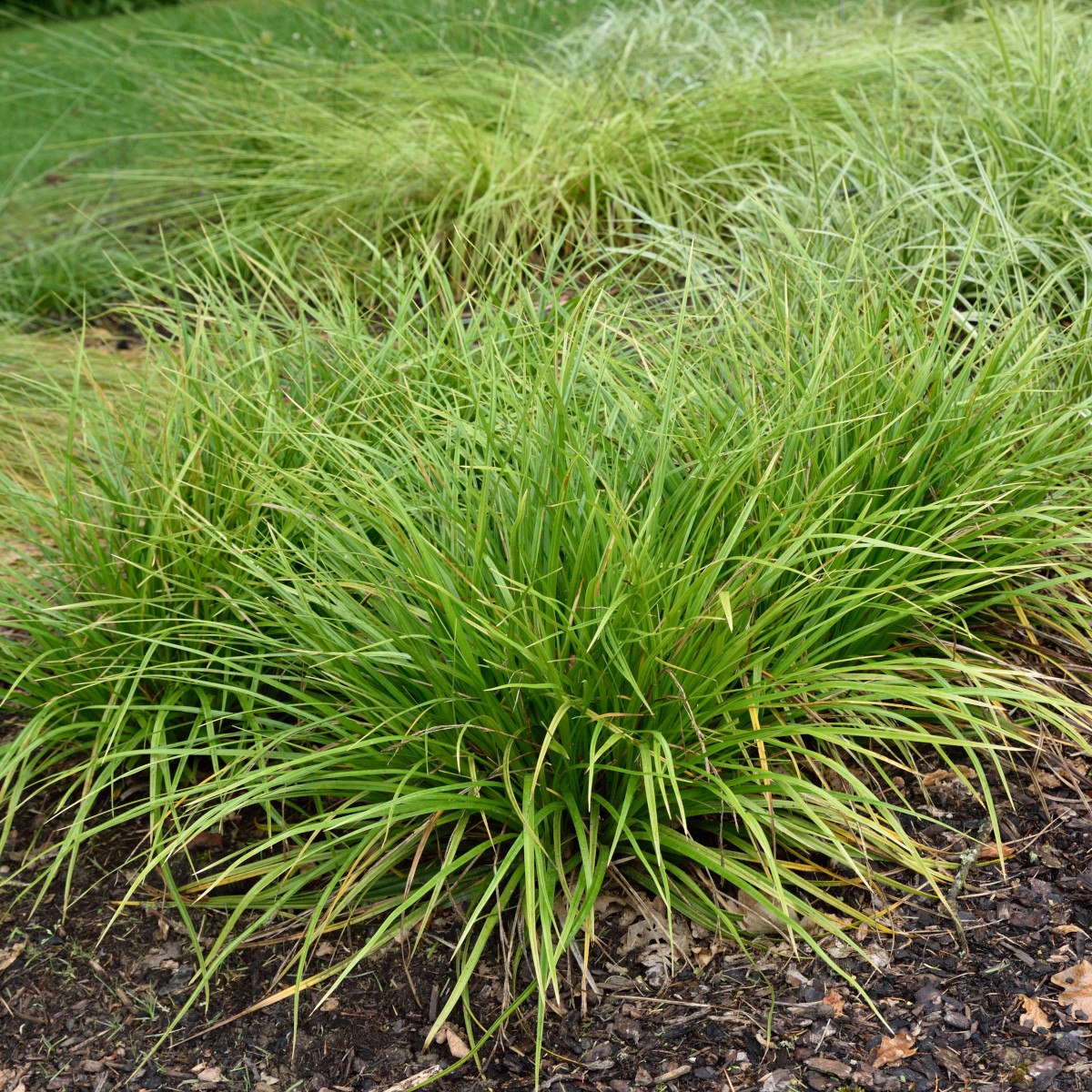 Japansk Starr - Carex morrowii (Krukstorlek: 0,5-1L)