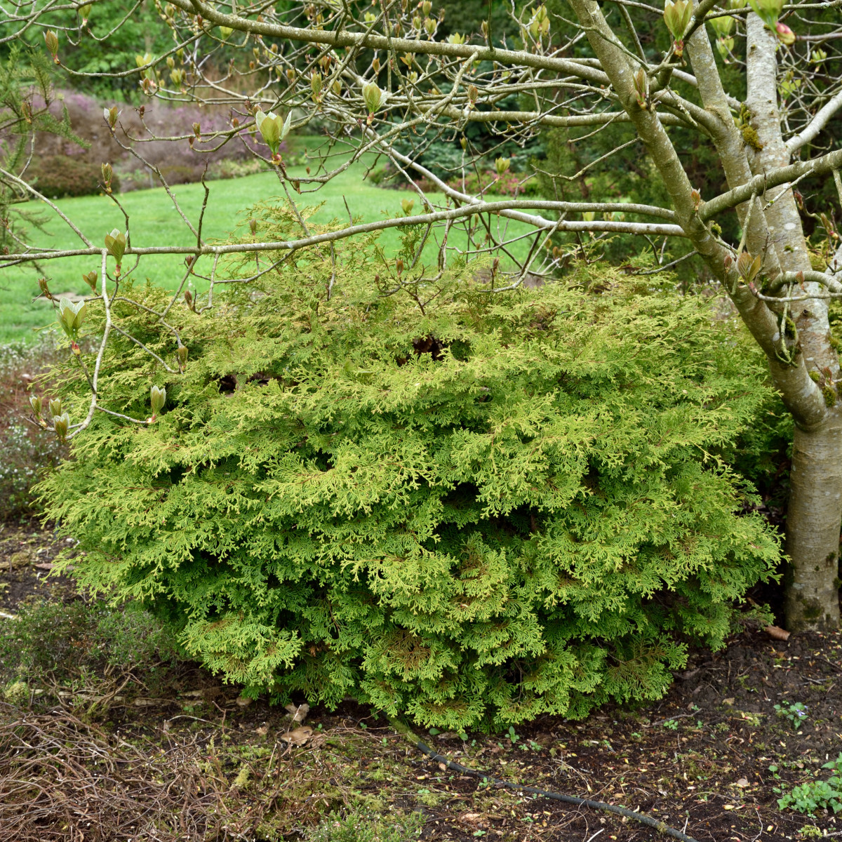 Japansk &Auml;dercypress - Chamaecyparis obtusa Kamarachiba (Storlek: 25-30 C3)