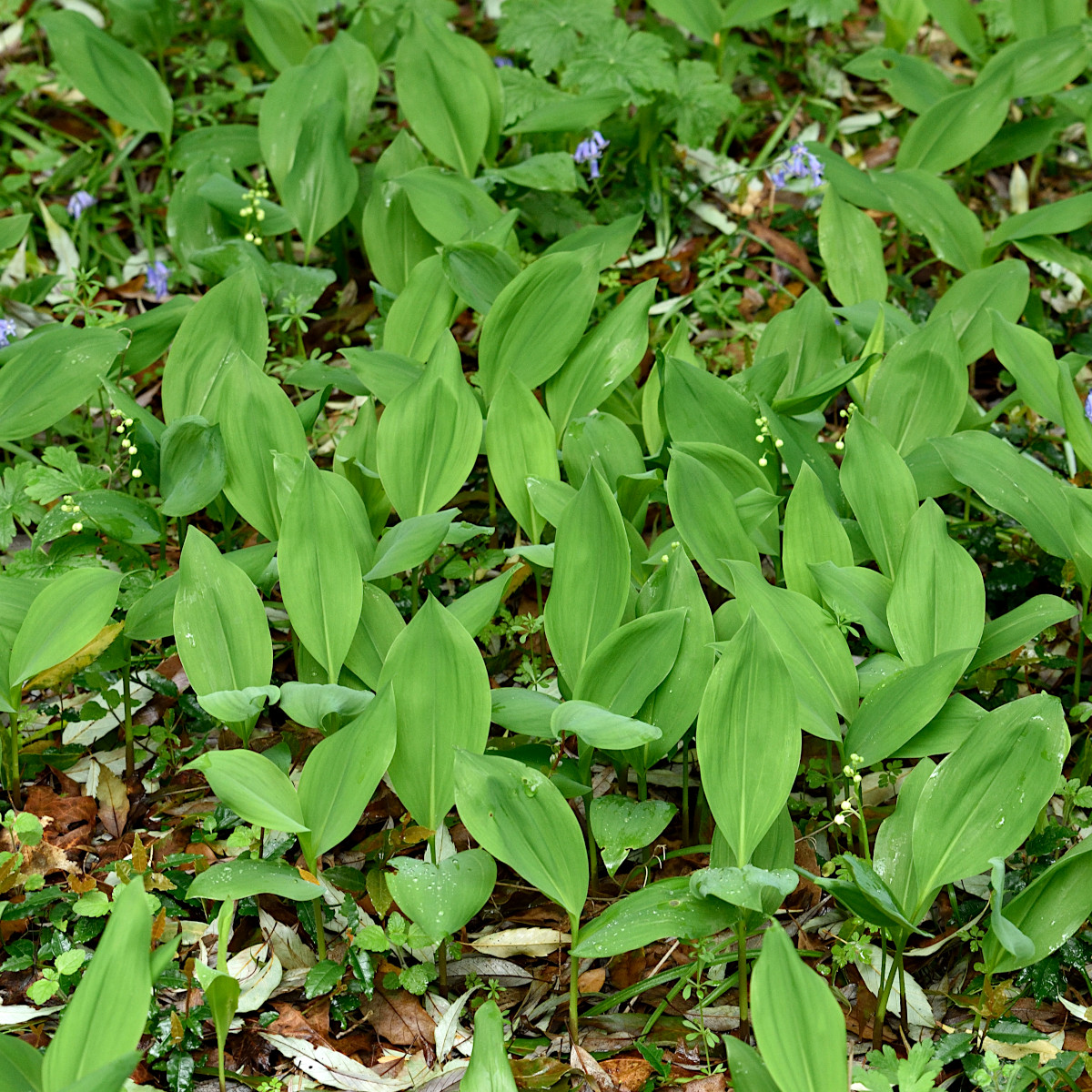 liljekonvalj - convallaria majalis fortin´s giant (krukstorlek: 0,5-1l)