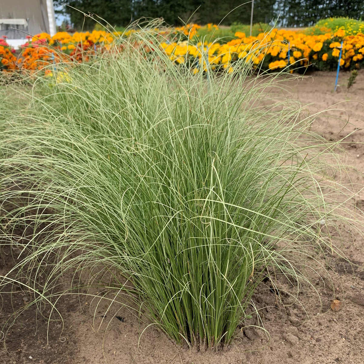 Bronsstarr - Carex comans Amazon Mist (Krukstorlek: 0,5-1L)