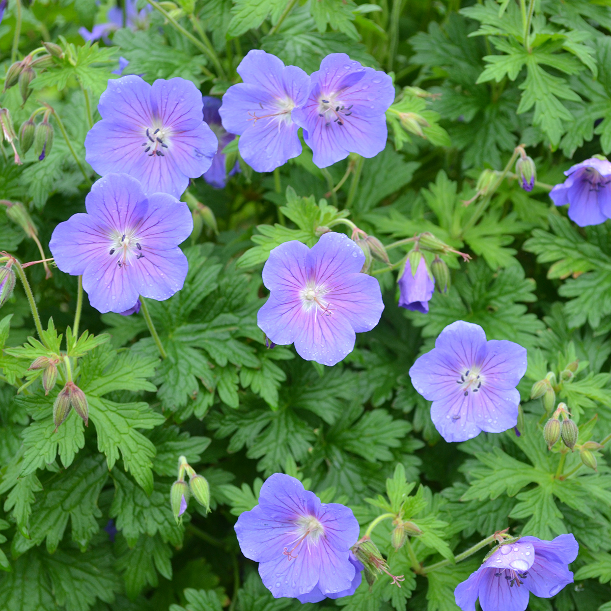 praktnäva - geranium himalayense sörmjöle (krukstorlek: 0,5-1l)