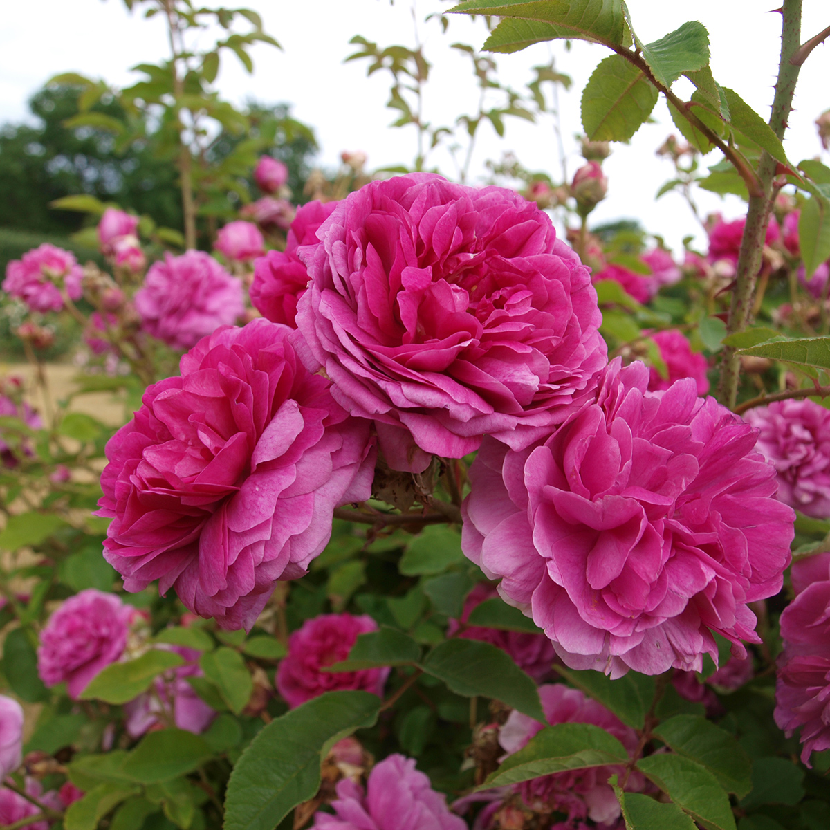 Bourbonros - Rosa bourbon Farmor Selma (Krukstorlek: rot&auml;kta 3,5L)