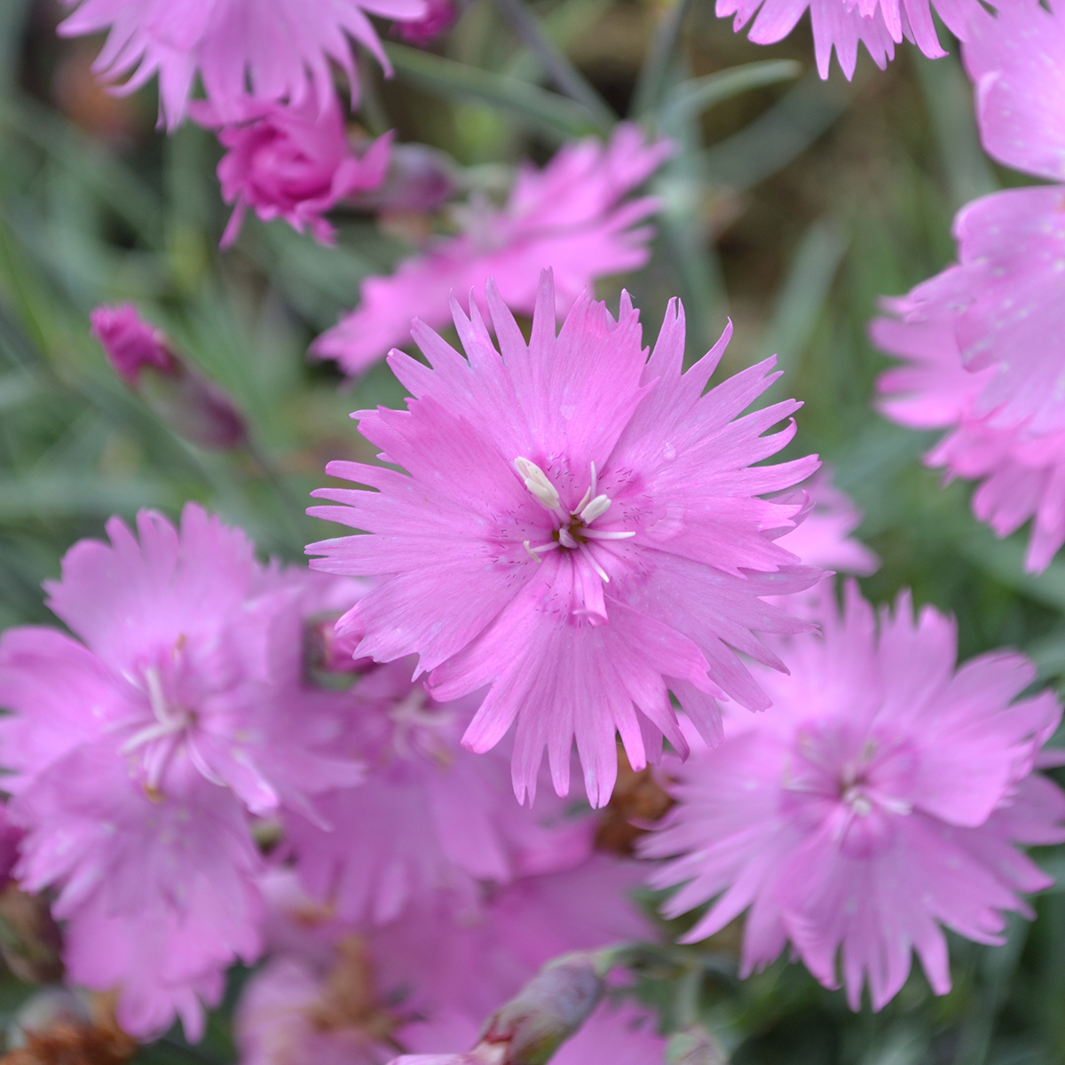 fjädernejlika - dianthus plumarius timmermannens rosa (krukstorlek: 0,5-1l)