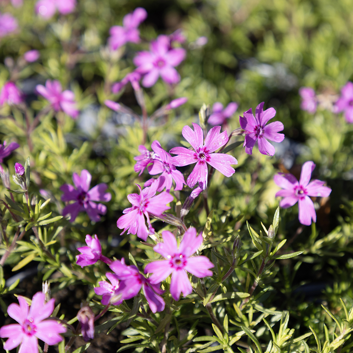 Mossflox - Phlox subulata Fabulous Dark Rose Eye &reg; (Krukstorlek: 0,5-1L)