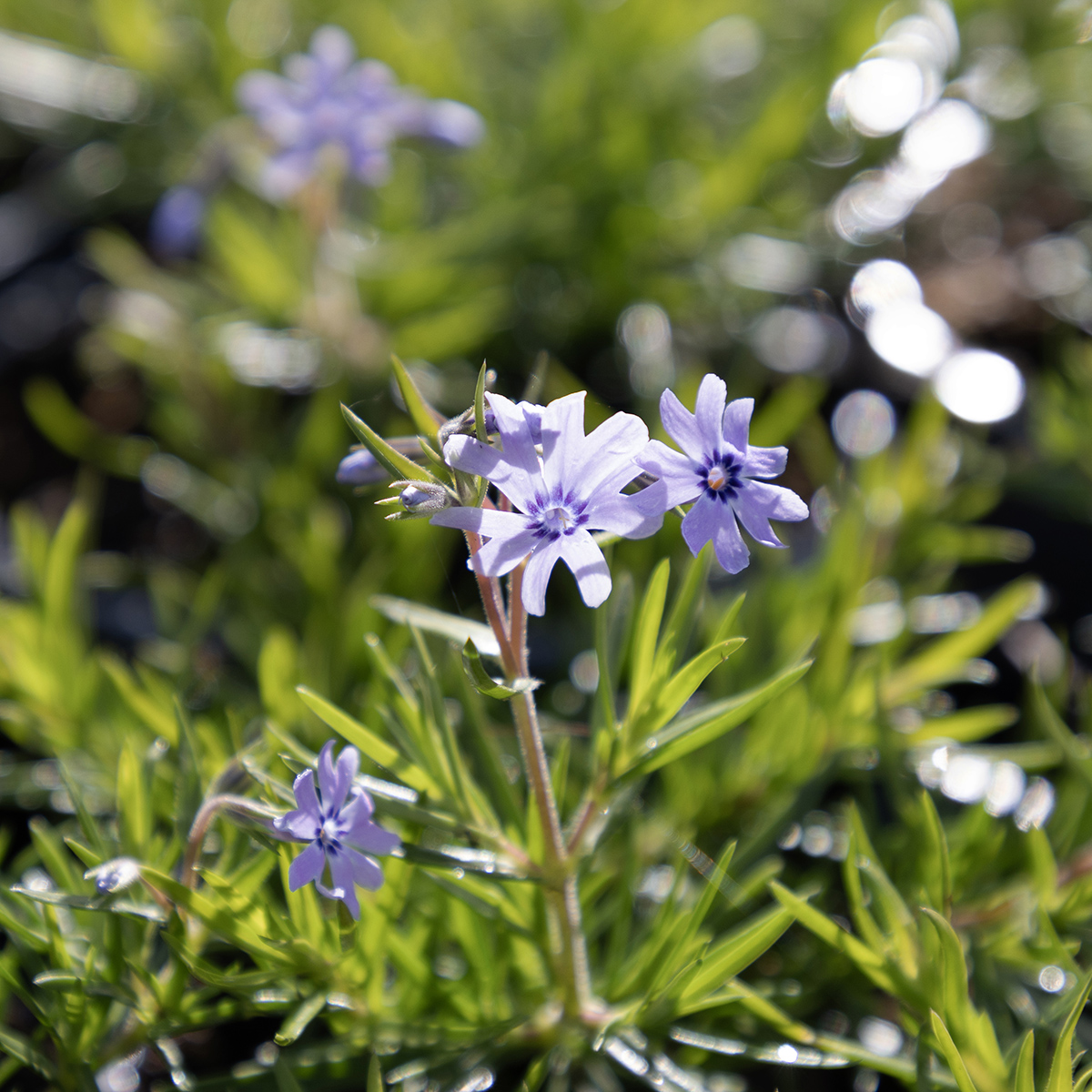 Mossflox - Phlox subulata Fabulous Blue Dark Center ® (Krukstorlek: 0,5-1L)
