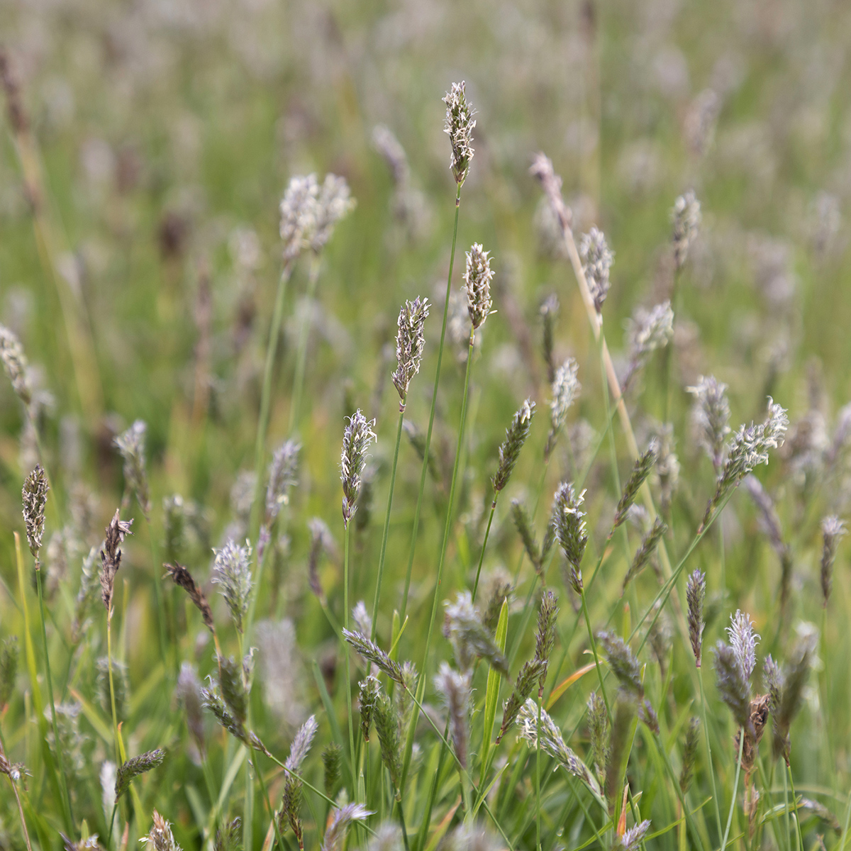Äxing - Sesleria hybr. Greenlee (Krukstorlek: 0,5-1L)
