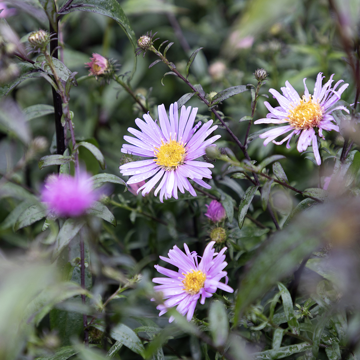 Daggaster - Symphyotrichum (Aster) laeve Glow in the Dark (Krukstorlek: 0,5-1L)