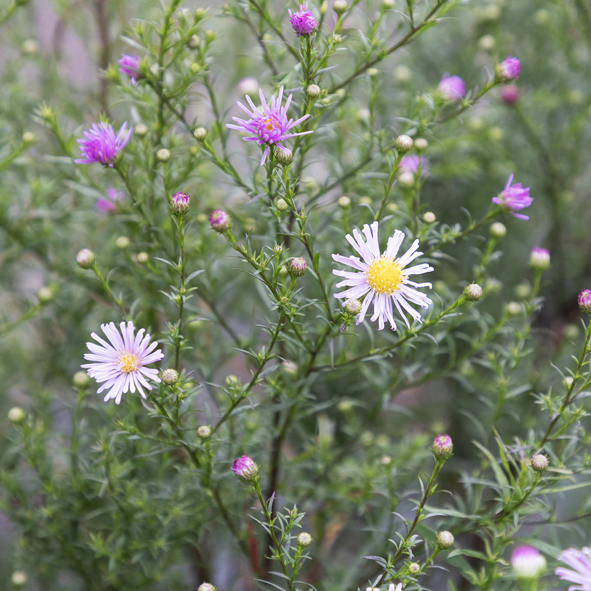 Hj&auml;rtaster - Symphyotrichum (Aster) Pink Star (Krukstorlek: 0,5-1L)
