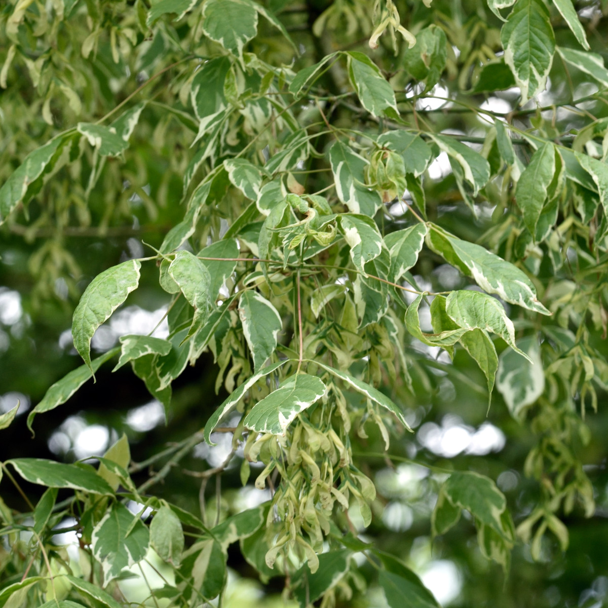 Askl&ouml;nn - Acer negundo Variegatum (Storlek: utr 150-175 C10)